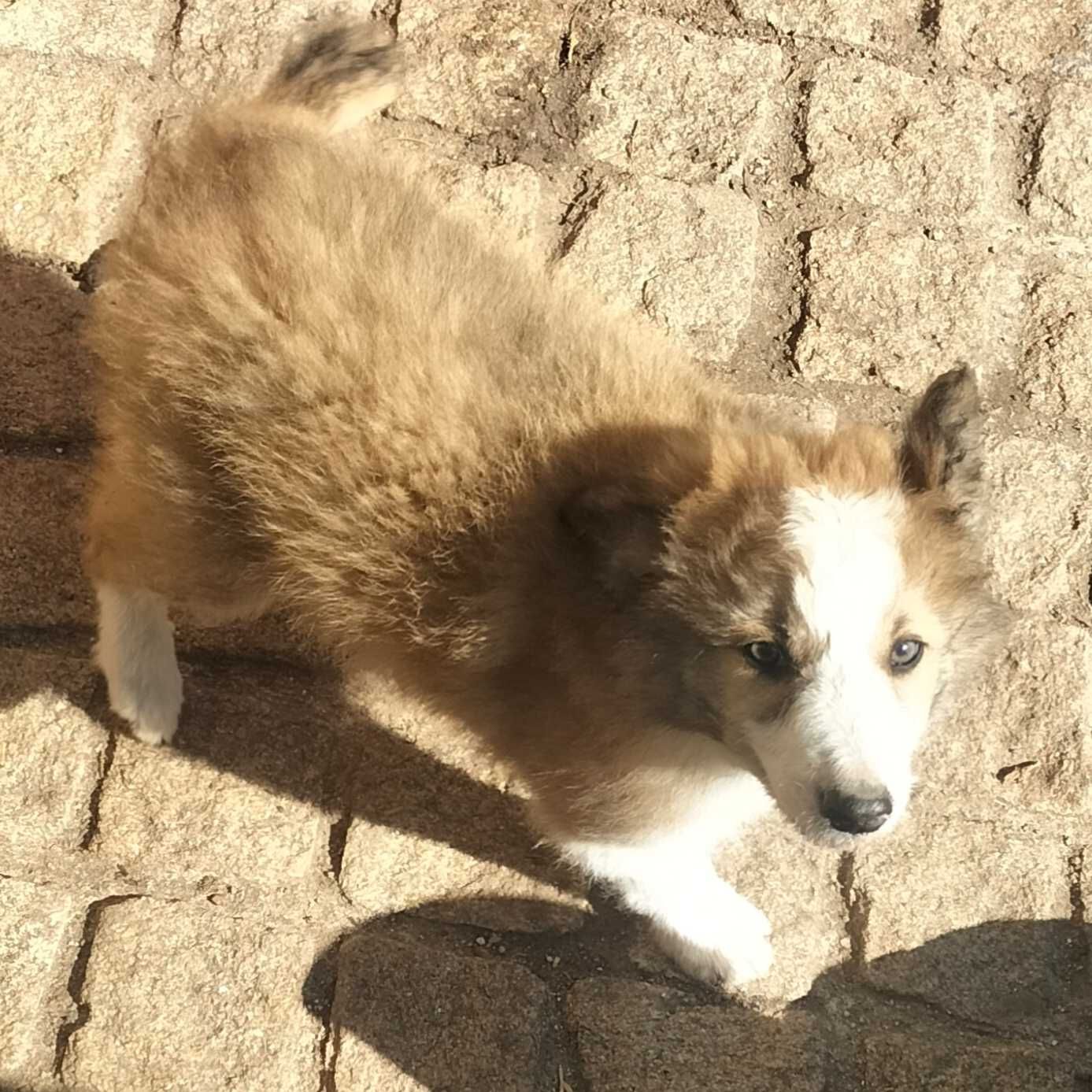 Border collie fêmea