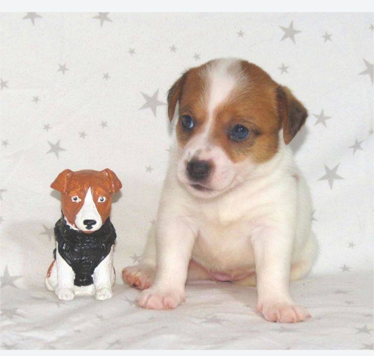 Джек Рассел тер'єр з документами клубу КСУ