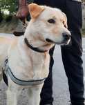 Labrador Retriever, para adoção (2 anos e 6 meses)