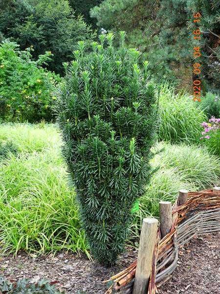 Głowocis japoński "Fastigiata" egzotyczne, unikatowe drzewko, okazy XL