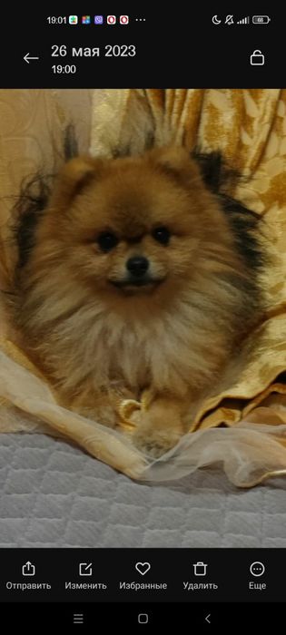 Померанский шпиц FCI-КСУ оранжсоболь вязка