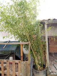 Bamboo planta adultos