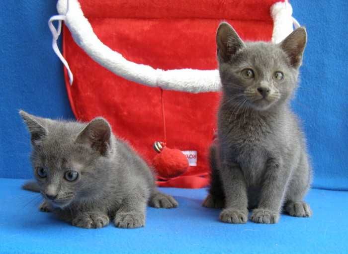 Kot Rosyjski Niebieski