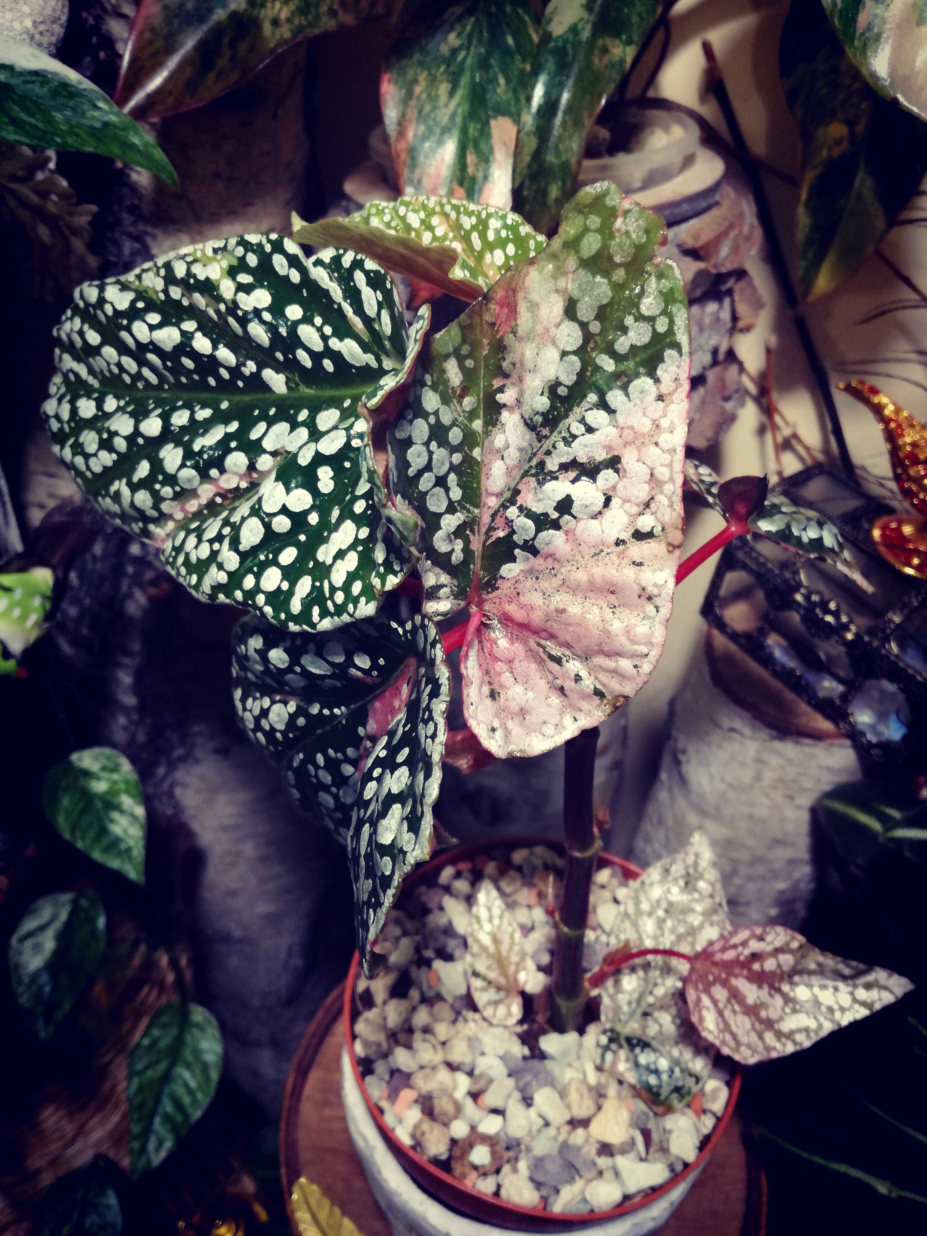 Begonia Snow Capped White Ice Pink Variegata UNIKAT ! monstera philode