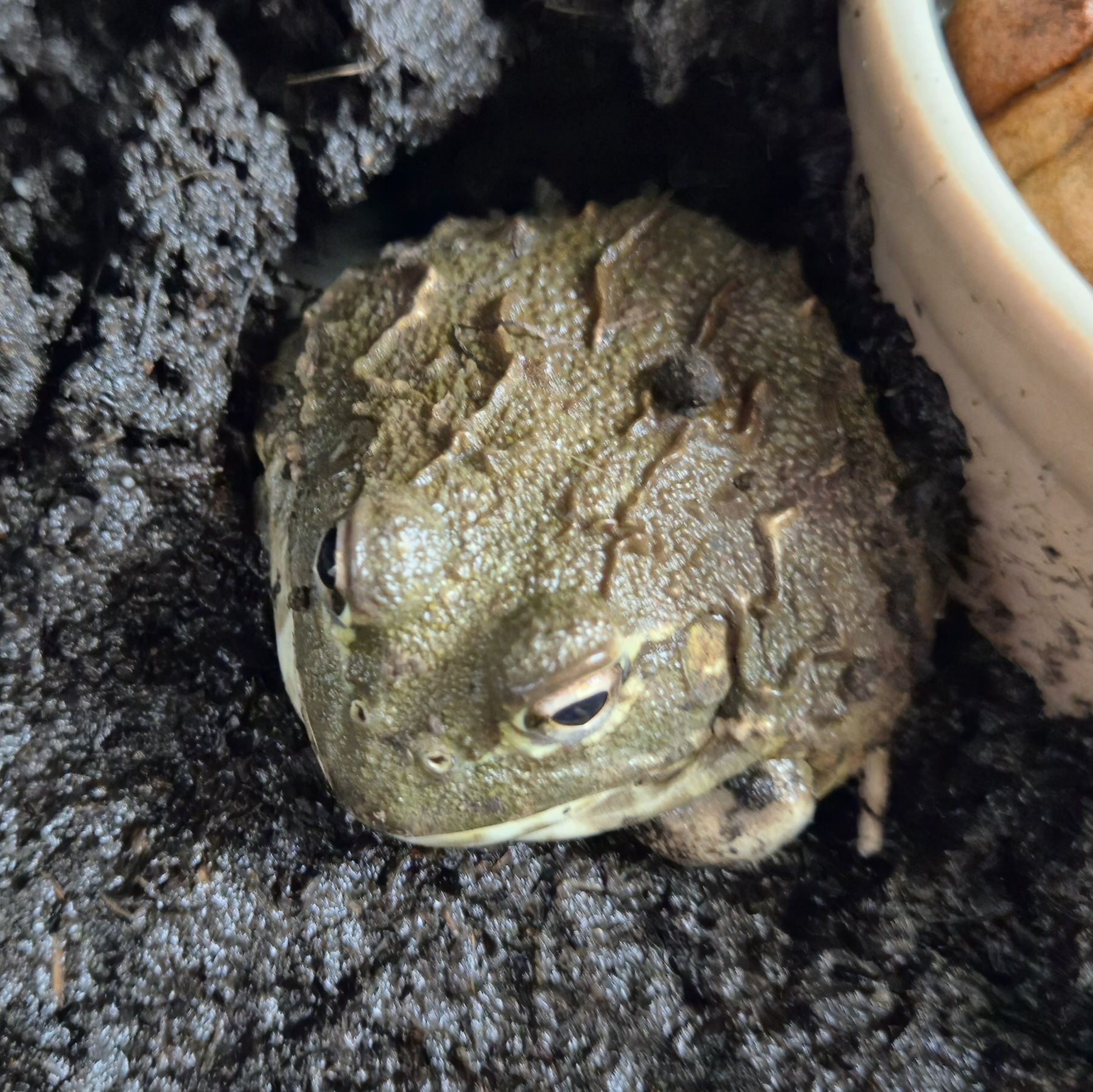 Afrykańska żaba byk Pyxicephalus adspersus