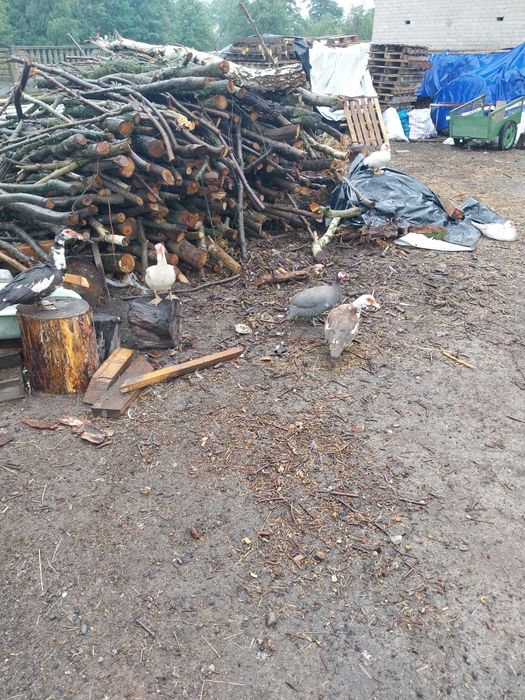 Perlik samiec I kaczki francuski