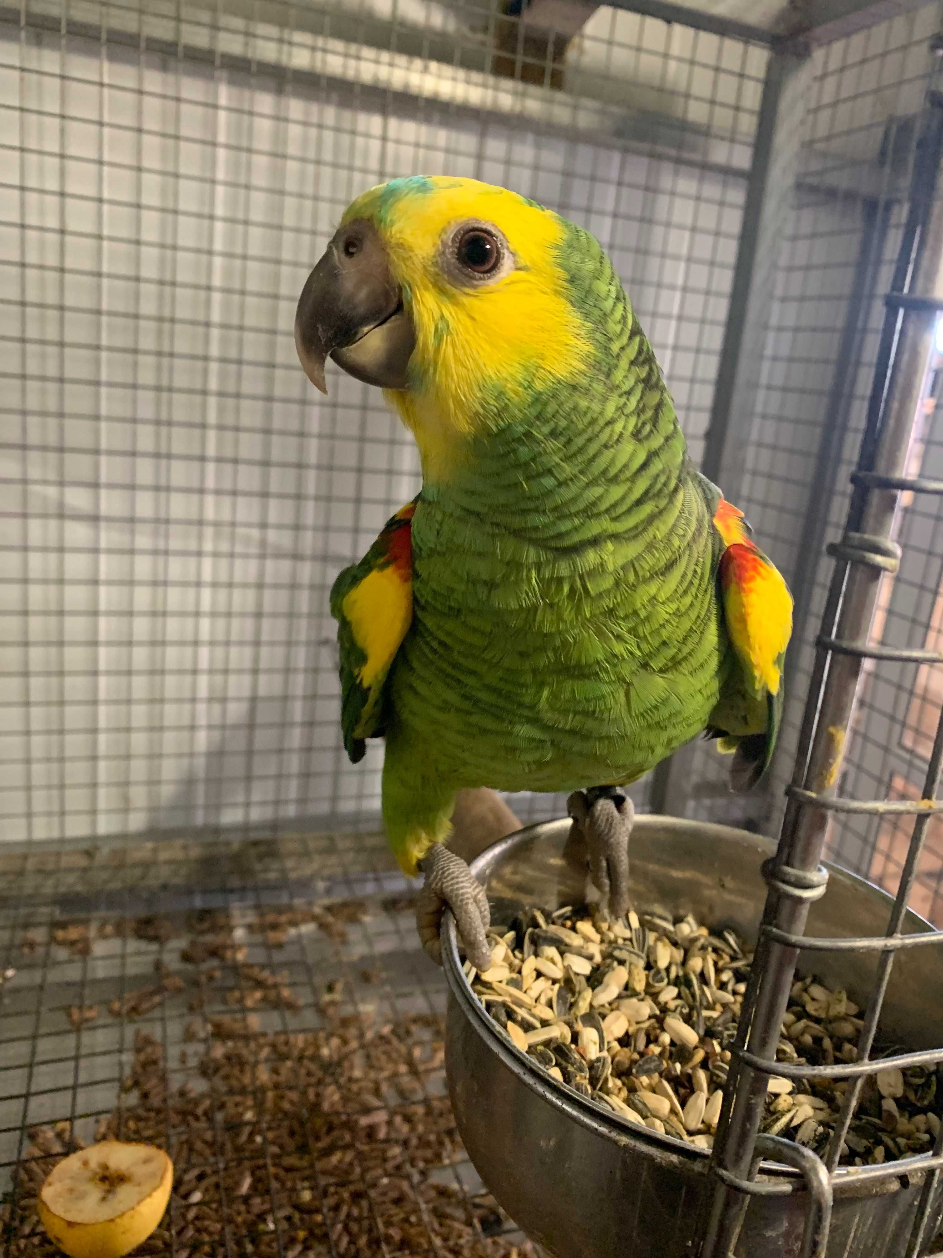Amazona Aestiva Fêmea