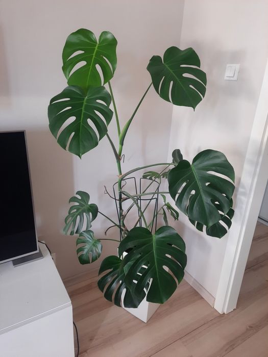 Monstera zielona kwiat doniczkowy