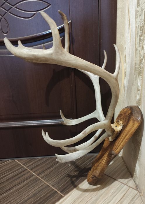 Настінні роги оленя