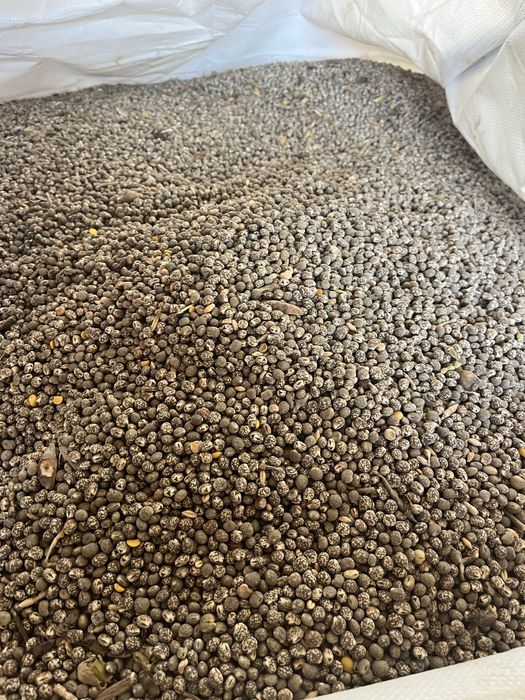 Łubin niebieski tegoroczny zbiór