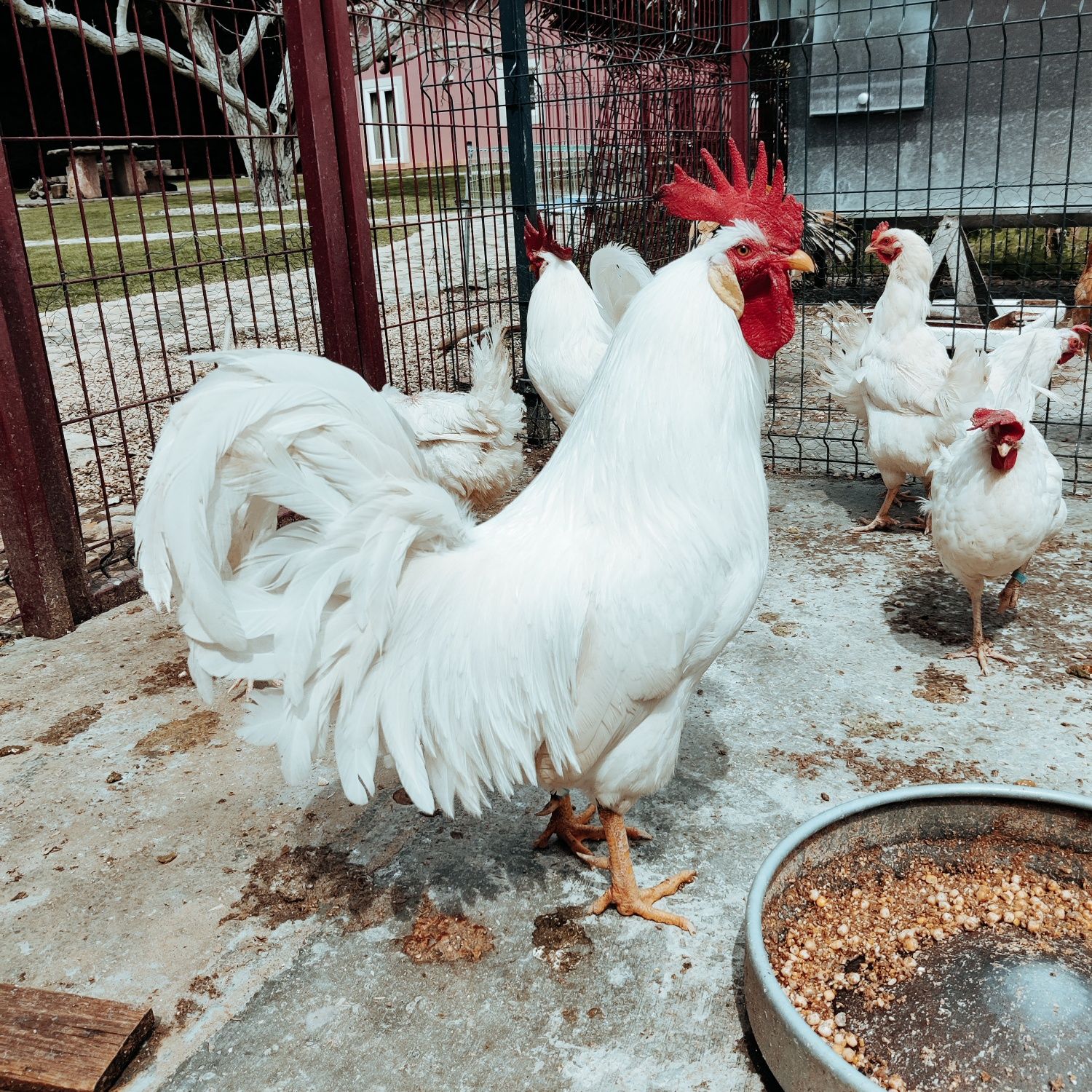 Ovos galados puros Leghorn e Sussex Light