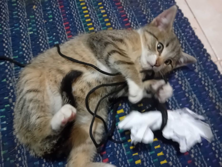 kocurek Gandalf  szuka domu 13 tyg