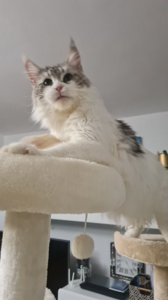 Mainecoon  kocur rudy