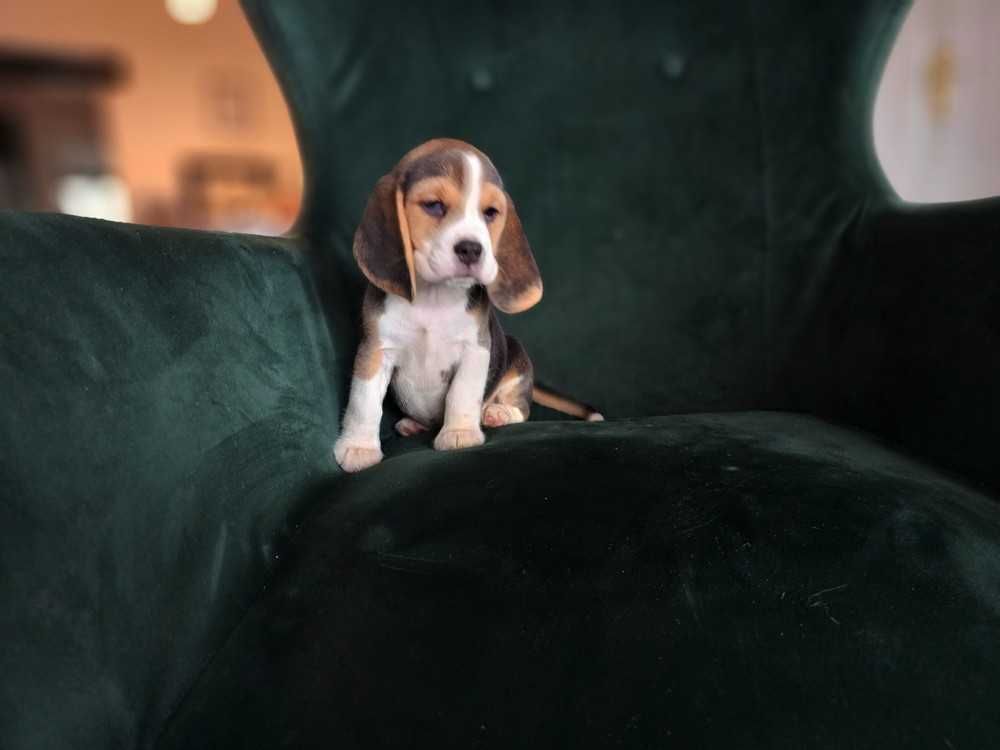BEAGLE-mniejszy w typie, ZKwP,doskonały rodowód, mniejsza