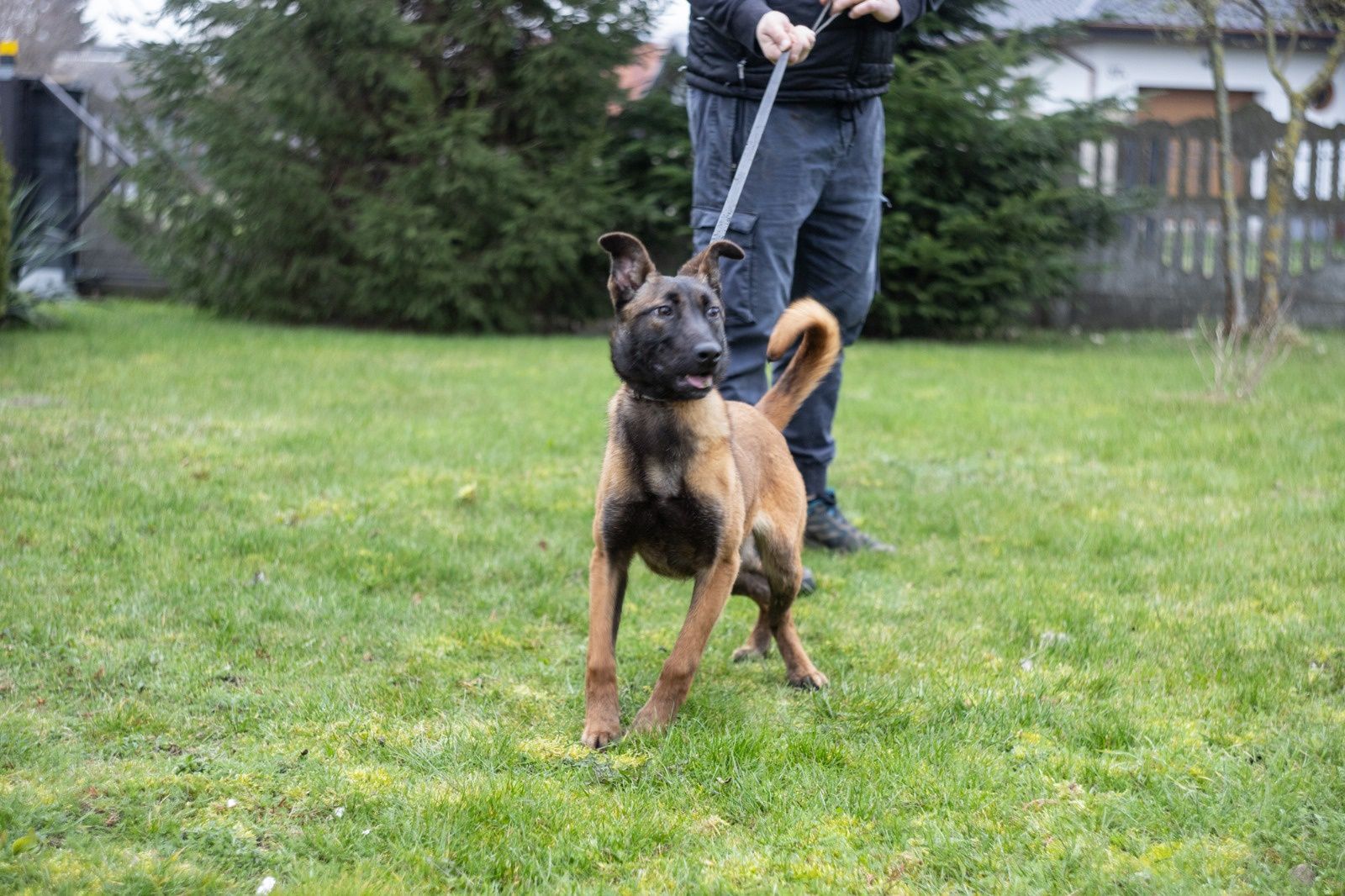 Piesek Owczarek Belgijski Malinois