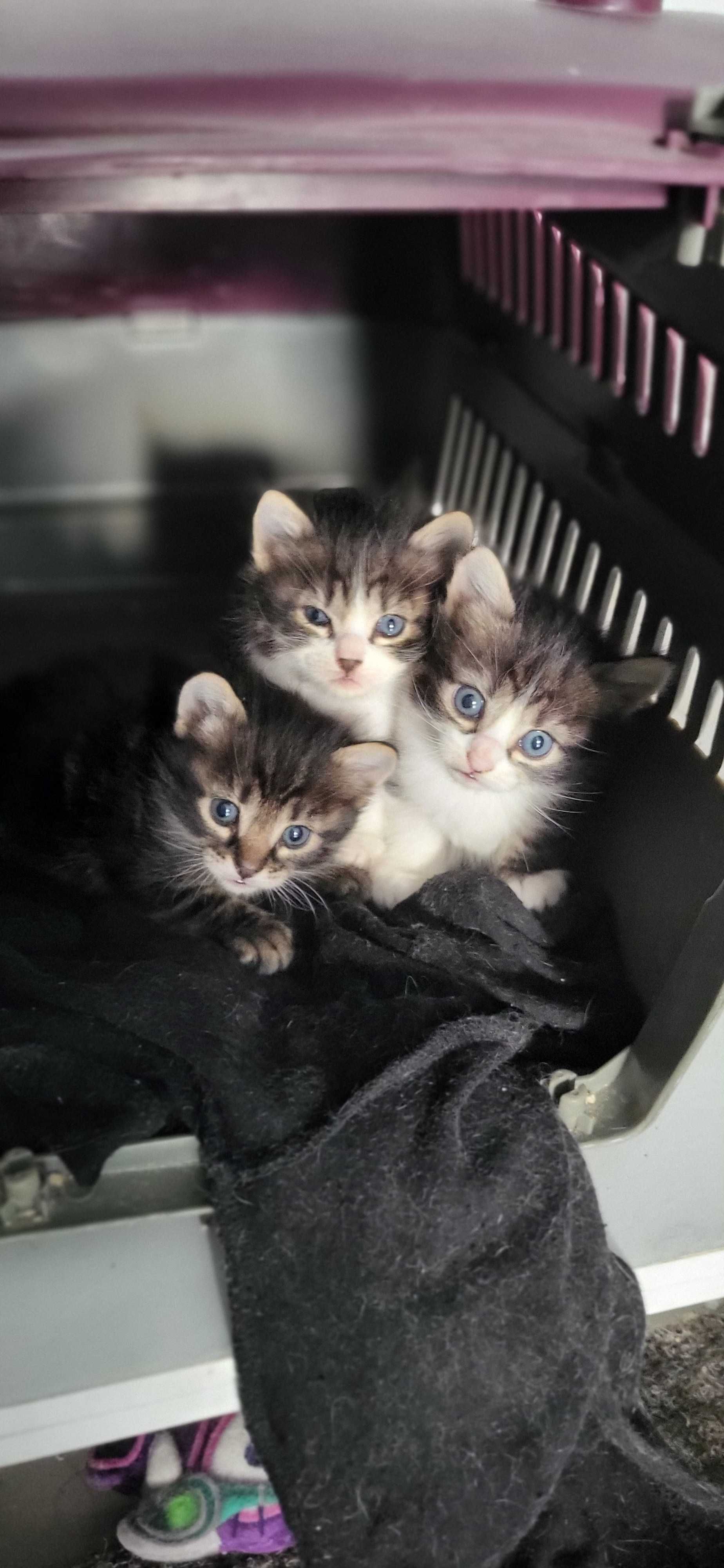 Gatos para adopção