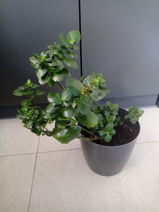 Kalanchoe żyworódka