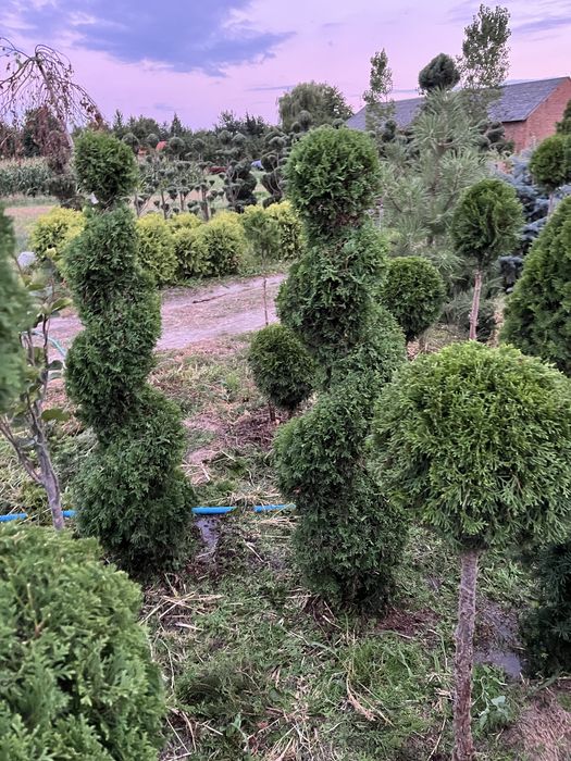 Tuja brabant, drzewa szczepione, krzewy szczepione,