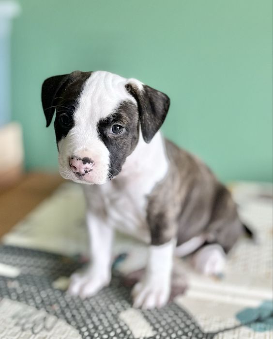 Amstaffa ZKwP FCI American Staffordshire Terrier