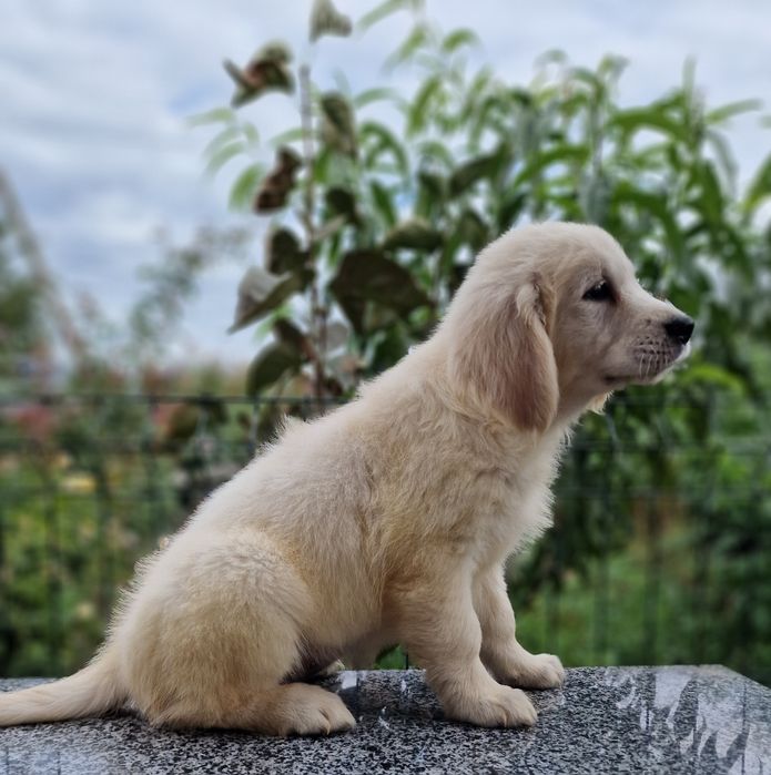 Цуценята золотистого ретривера