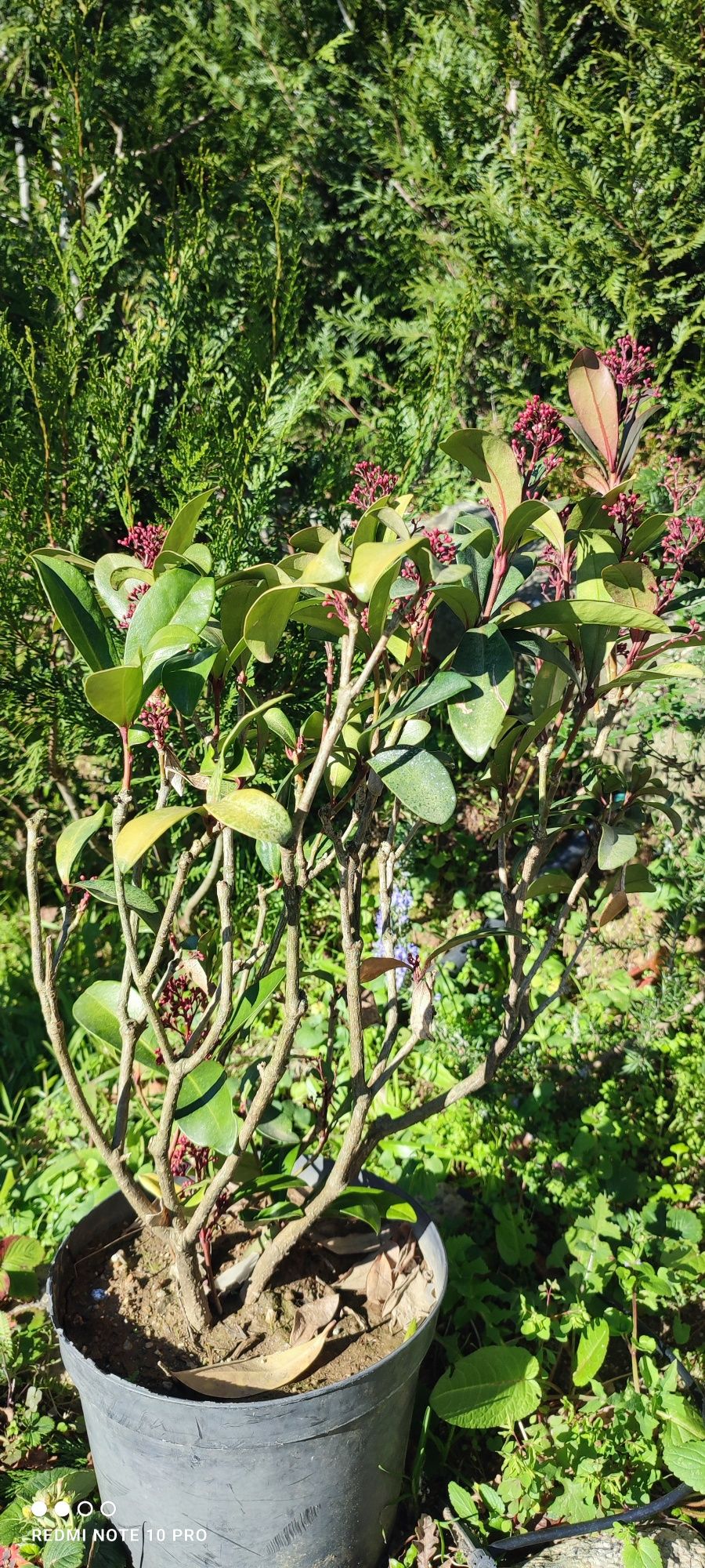 Plantas variadas