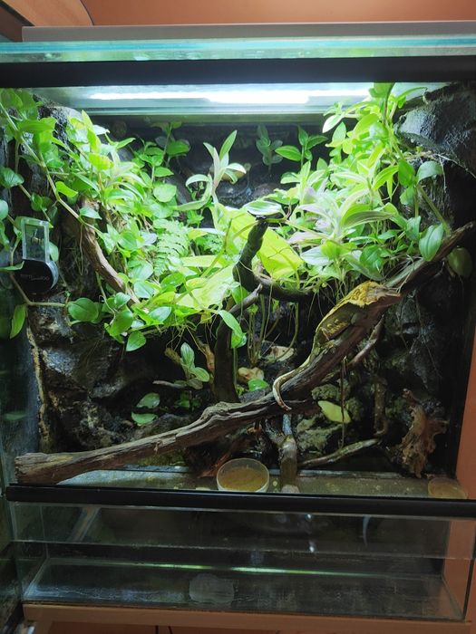 Terrarium z gekonem orzęsionym i gekonami płaczącymi + wyposażenie