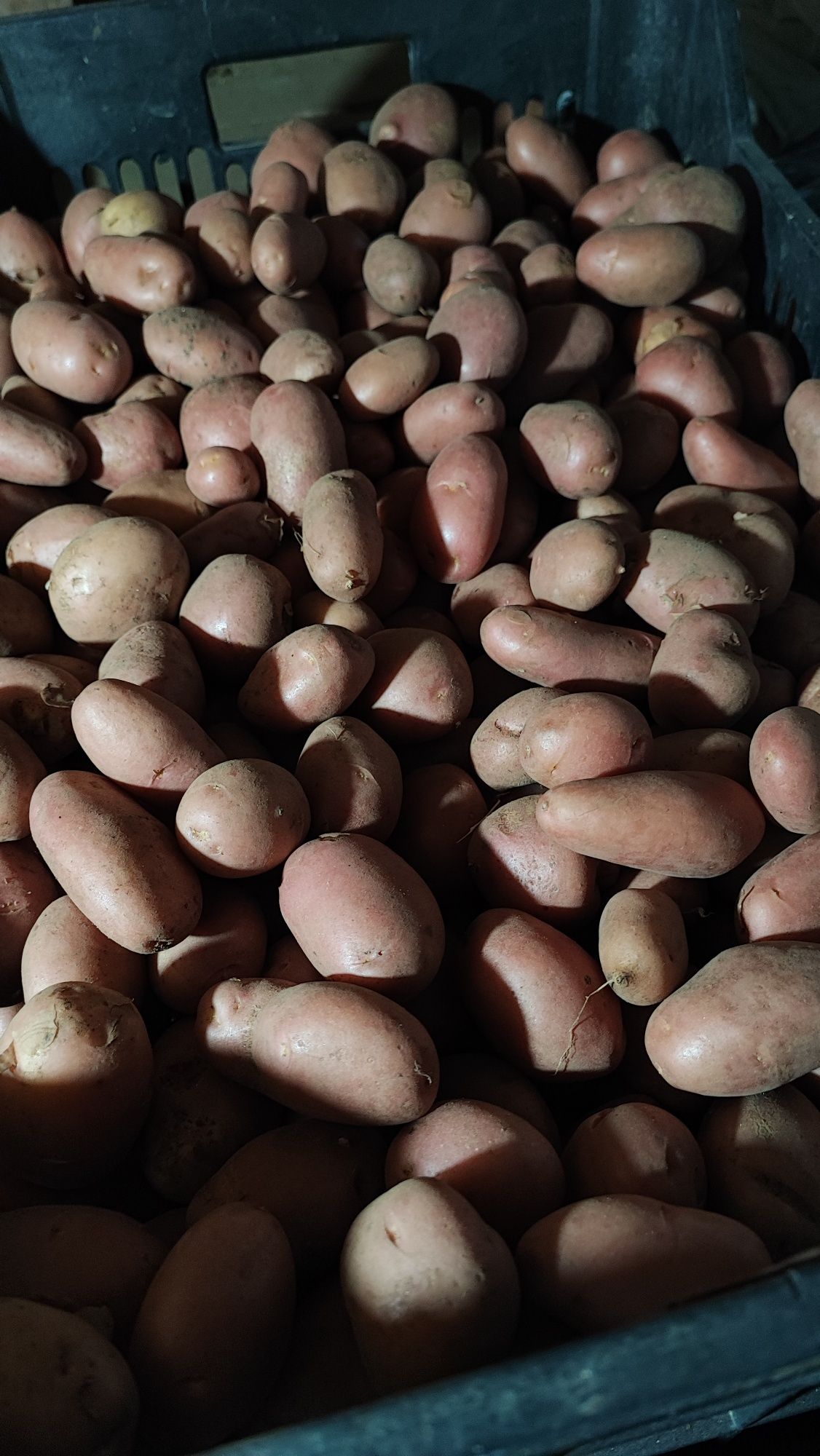 Batata Nova 13€/20Kg