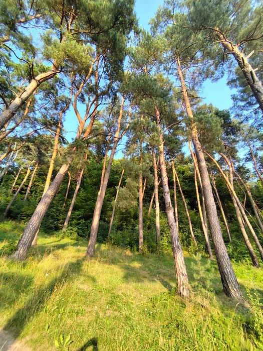 Дача с Івашківці поряд з лісом та ставком