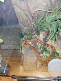 Wąż zbożowy dorosły osobnik