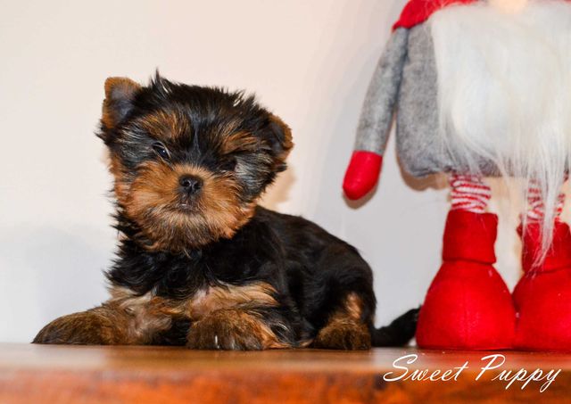 York Yorkshire Terrier szczenię piesek ZHPR