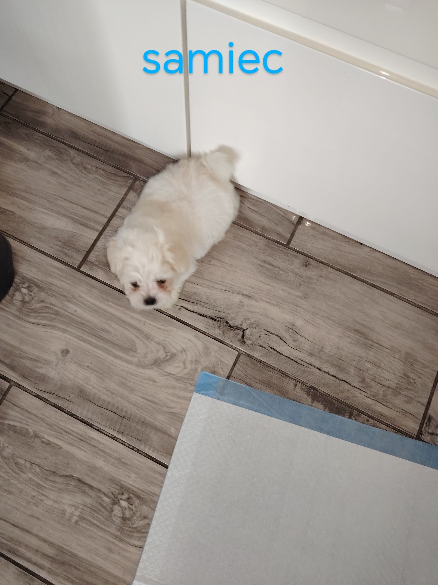 Maltipoo z włosem