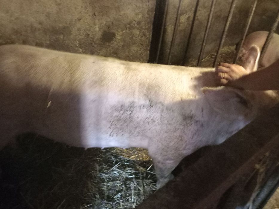 Продам домашню свиню 110 за кілограм