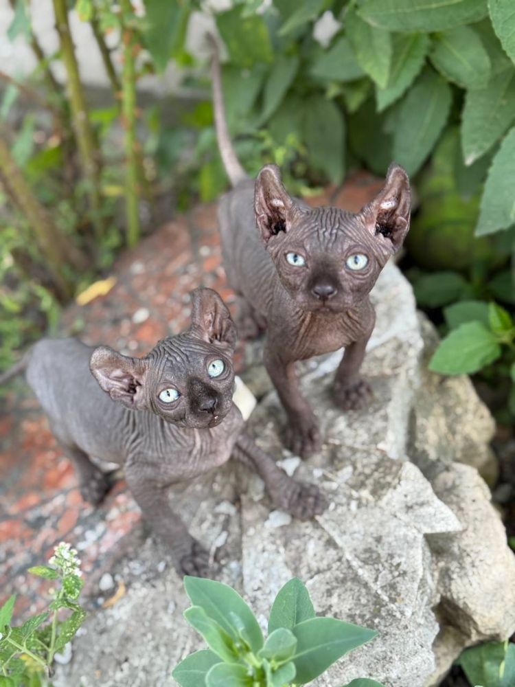Шикарні кошенятка сфінкс