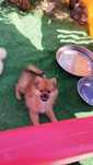 Szpic miniaturowy bardzo udane pieski pomeranian boo