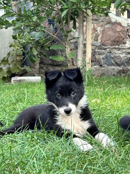 Suczka Border Collie - Rodowód - Gotowa do odbioru