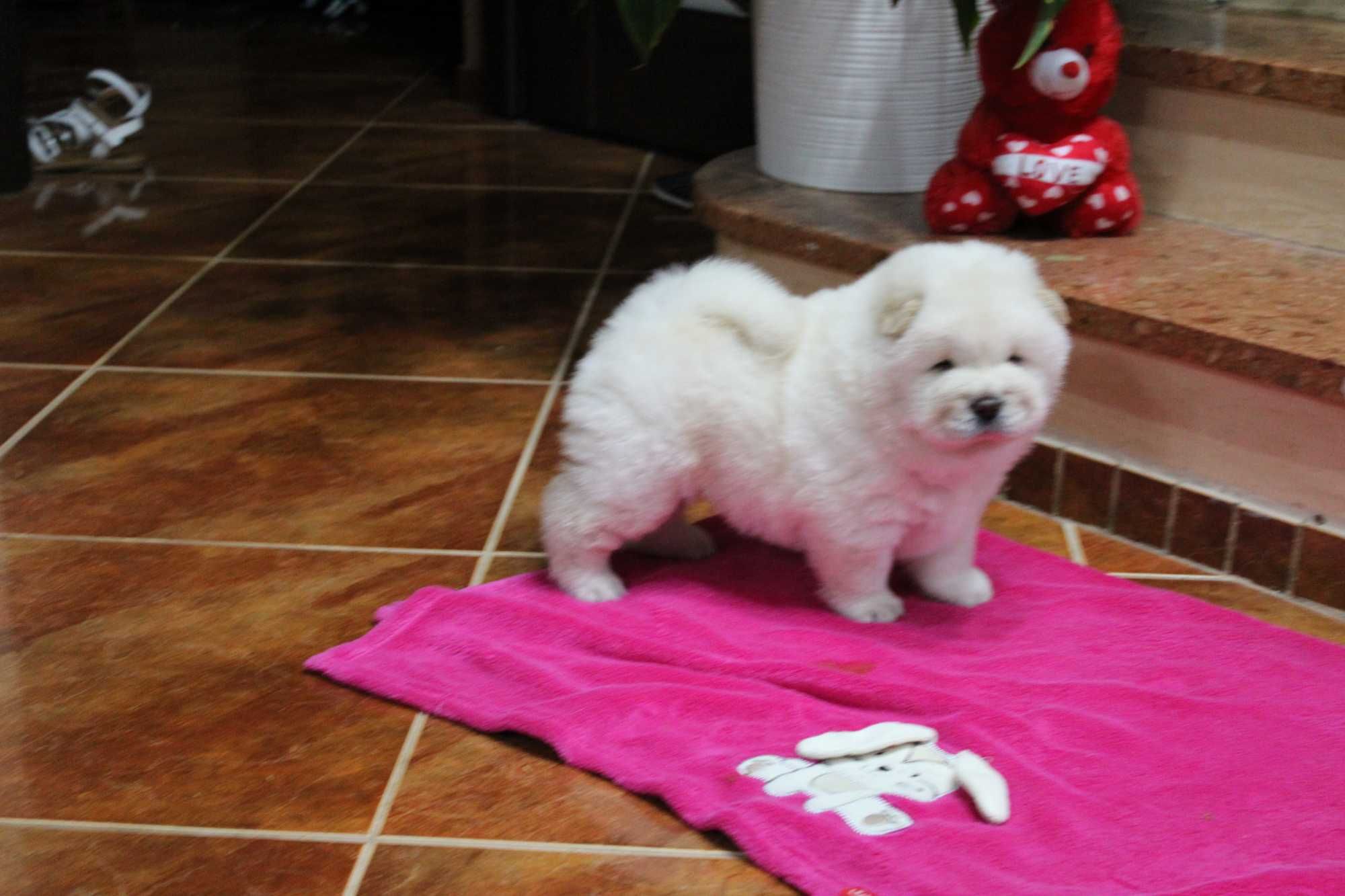 Piesek chow-chow