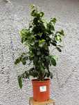 Fikus Ficus Benjamina Danielle d21 98cm