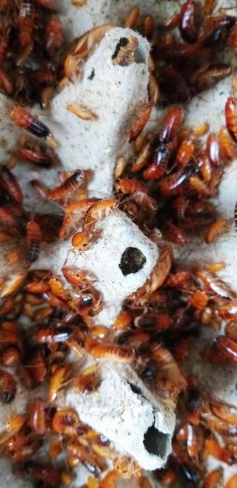 Кормовые насекомые.Сверчок.Туркменский  и мраморный таракан .