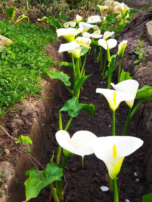 Кала біла ефіопська