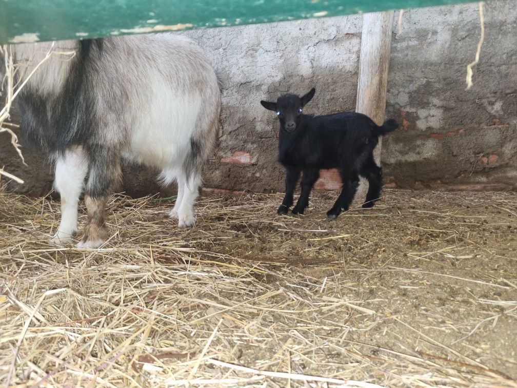 Cabra anã macho bebé puro montez