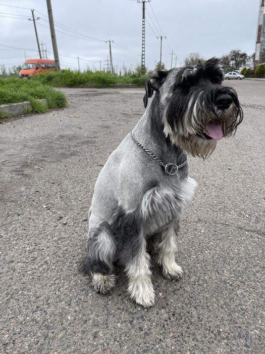Мітельшнауцер 5 років шукає дівчинку