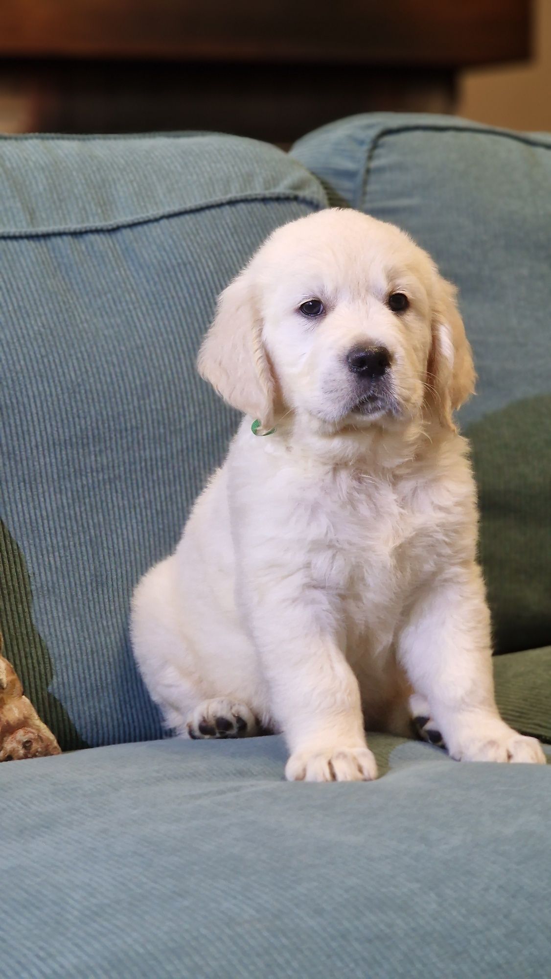 Golden Retriever Szczeniak FCI ZKwP