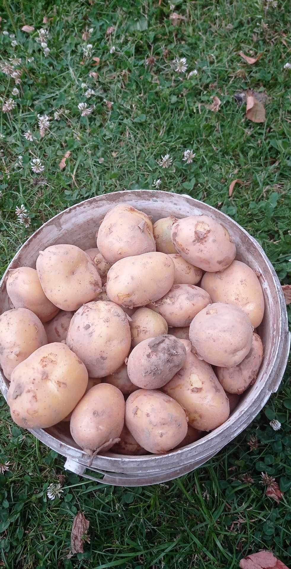 Sprzeda  ziemniak młodei   Denar