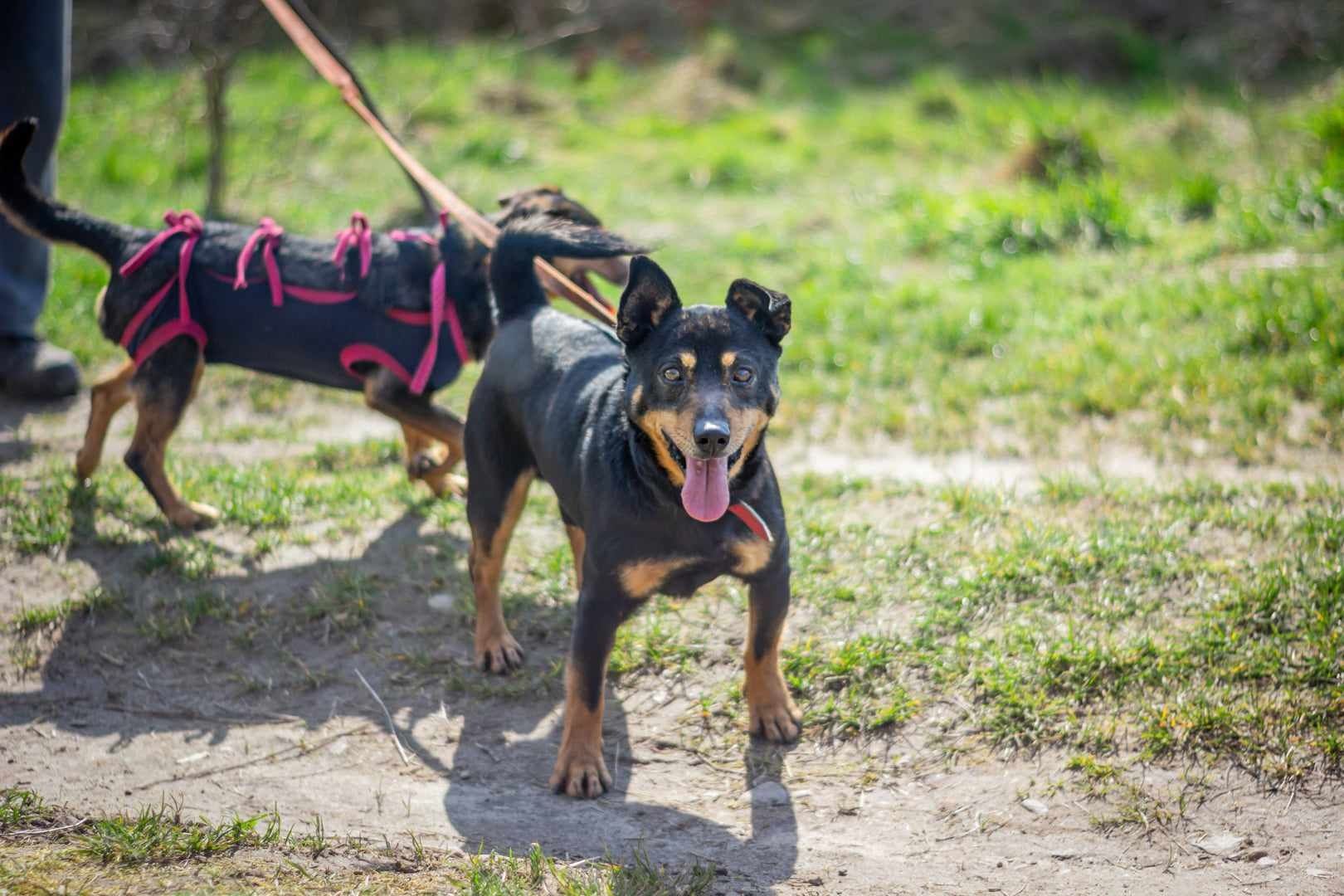 Mały Filipek poleca się do adopcji!