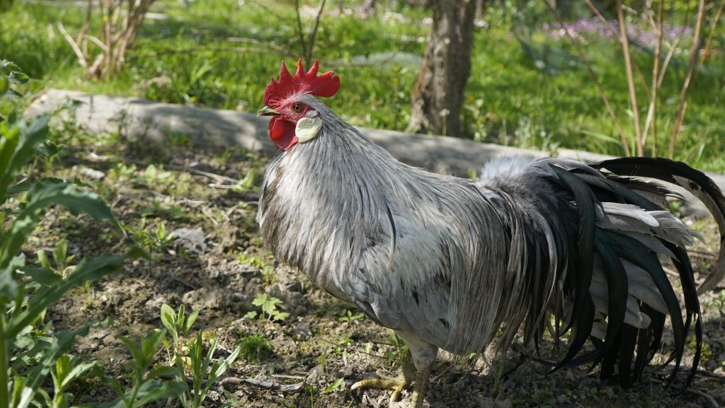 Kogut Onagadori, drób ozdobny