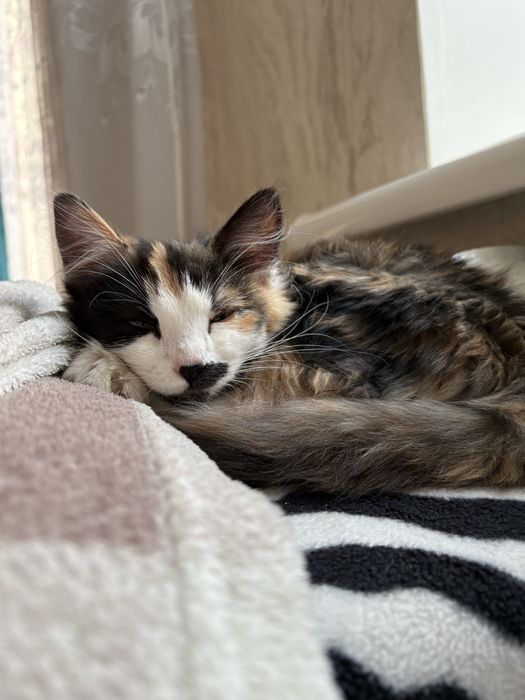 В пошуках родини!!!