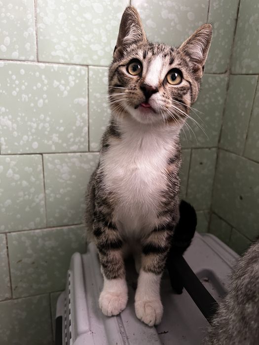 Kocurek do adopcji