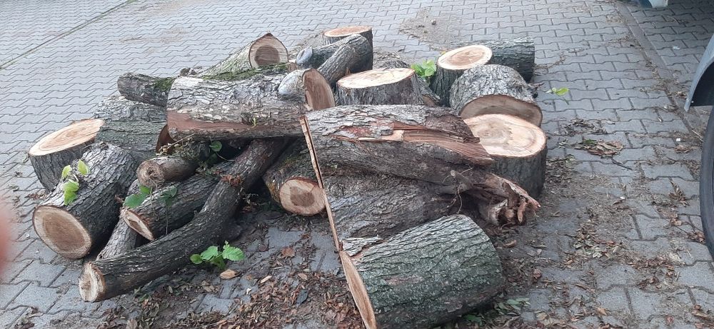 Dąb na opał klocek