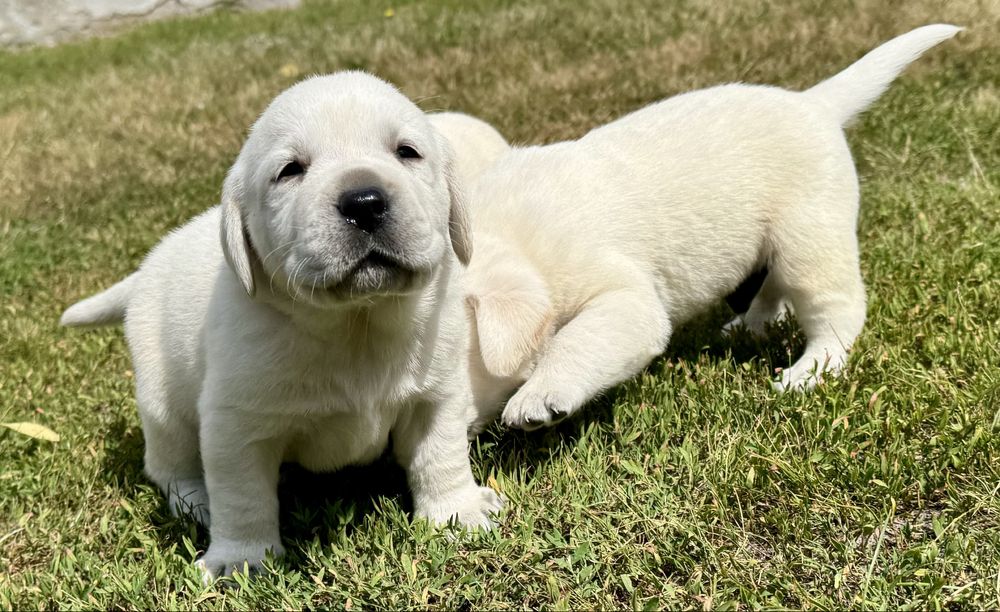 Szczeniak Labrador Retriever