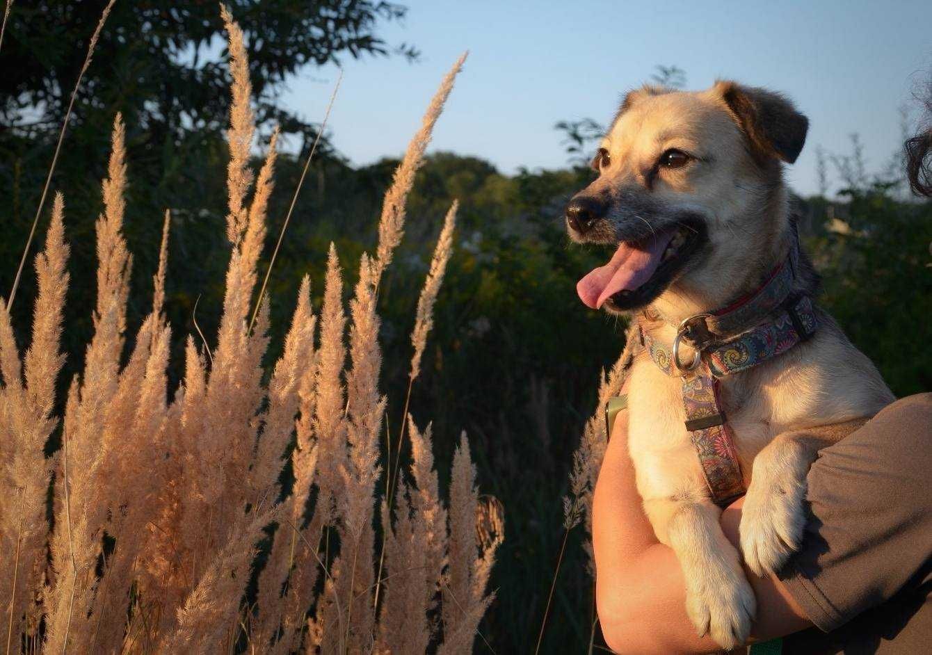 Spacja, mała, delikatna sunia, potrzebuje kochającego domu adopcja